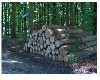Tschopp Holzindustrie AG 4.30m 5.30m 8.60m 9.60m 10.60m Langholz länger als 12.90m Die Stämme werden dann von der Firma Tschopp Holzindustrie AG auf diese Längen gekappt: Langholzlängen inkl.