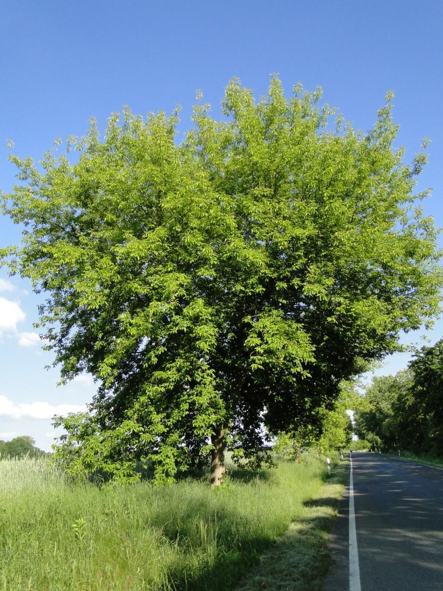 Der Eschenahorn als Straßenbaum ist ein seltener Anblick.