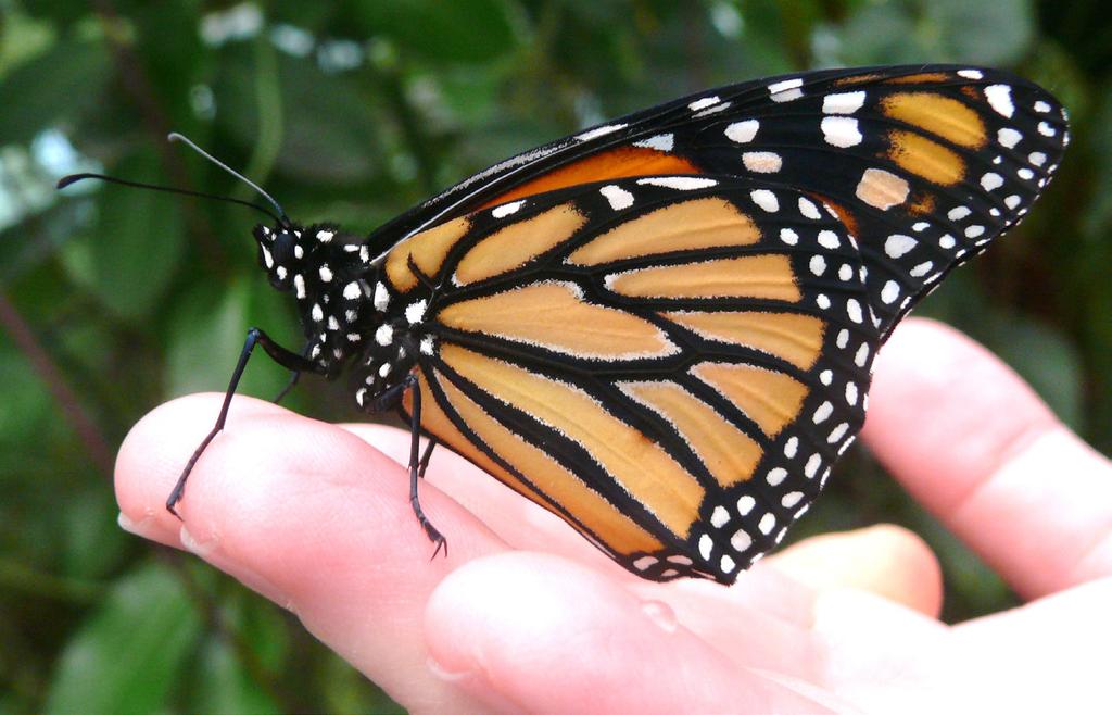 Abb. 2: Die Unterseite des Monarchs trägt wie seine Oberseite