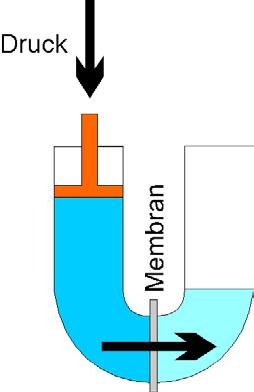 Da die Membran jedoch fast nur für Wassermoleküle durchlässig ist und die Salze nicht die Membran passieren können, fließt das Wasser von der sauberen Seite zur konzentrierten Seite (1.