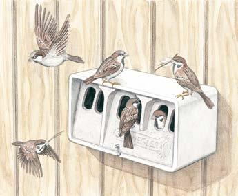 Sperlingskoloniehaus 1SP VOGELSCHUTZ AM GEBÄUDE Einbau im Rohbau Nest im 1SP Beide Singvogelarten ernähren sich zur Brutzeit und in der Jungenaufzuchtsphase