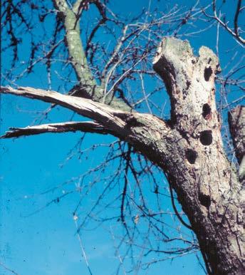 VOGELSCHUTZ Information Warum Nisthilfen? Naturverträgliche Garten- oder auch Waldbewirtschaftung ist ohne Nisthilfen nicht mehr möglich.