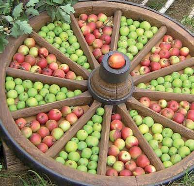 Besonders nach den Frühjahrs- und Herbststürmen brechen die Bäume auseinander oder