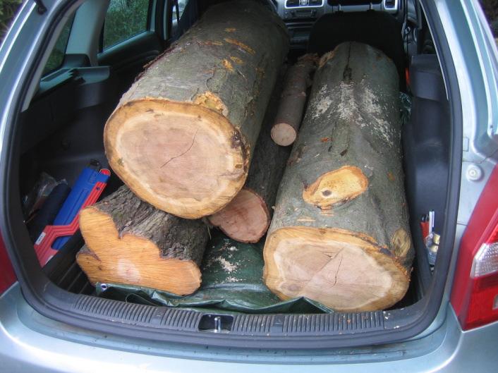 der Hobbyzeit Holzernte: Einen guten Baum selbst ernten dürfen