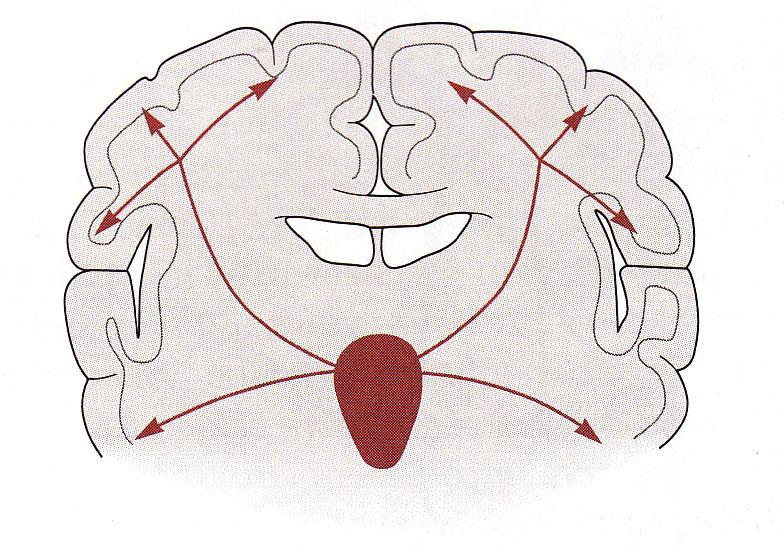 betroffenen Hirnregion ab: (z.b. Regionen für motorische, sensorische,, autonome und emotionale Funktionen).
