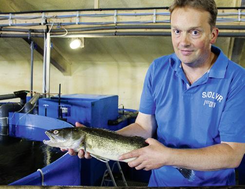 Betriebsleitung Die Diva unter den Fischen Fisch-Neuling Steffen Florin hat sich gleich an einen der anspruchsvollsten Fische getraut: den Zander.