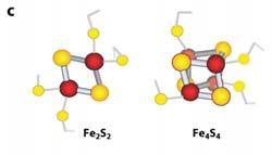 Häm, Sirohäm, Fe-S Cluster (vor allem Fe 2 S 2 und Fe 4 S 4 ), zweikerniges Fe, einkerniges Fe Eisen-haltige Biomoleküle Häm, Fe-S Cluster und andere (z.b.