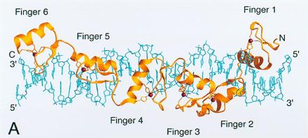 Einige Proteine haben mehrere Zn Finger C C H H Zn Zn-Finger interagieren mit Nukleinsäuren TFIIIA (the first