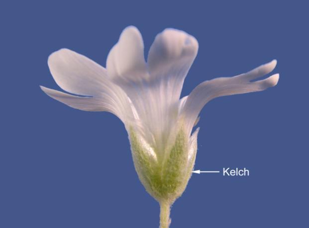 4 Abb. 8: Lychnis flos-cuculi (Silenoideae), die 5 Kronblätter sind stark eingeschnitten; Abb. 9: Silene vulgaris (Silenoideae), der verwachsene Kelch ist blasig aufgetrieben; Abb.