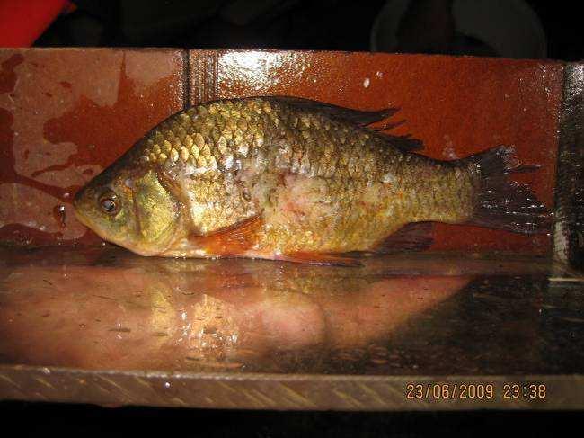 Tabelle : Fische mit Verletzungen durch die Wasserkraftschnecke;