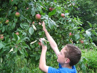 Sommerzeit ist Apfelzeit. Schon von weitem sieht man die roten Früchte von James Grieve leuchten.