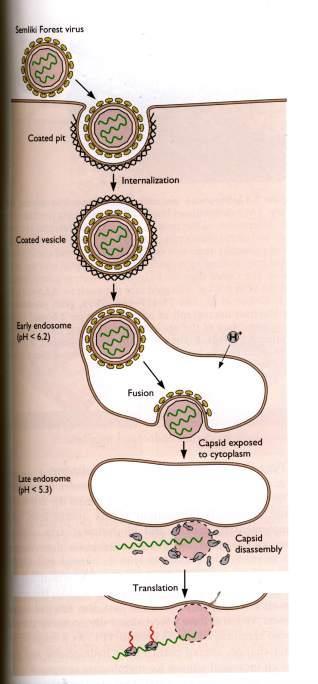 Rezeptorvermittelte Endozytose Beispiel: Semliki Forest Virus Clathrin-abhängige rezeptorvermittelte Endozytose Ansäuerung im frühen Endosom Fusion der Virusmembran