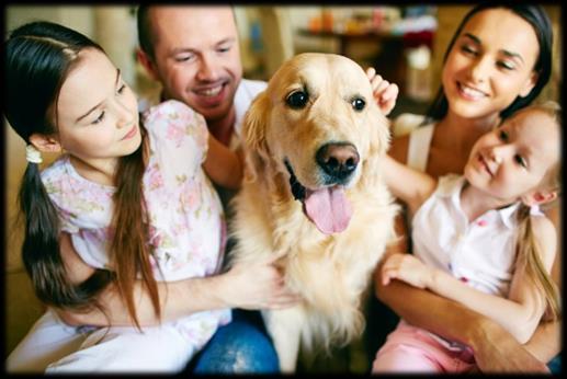 Zielgruppe Sie können mit dem neu erworbenen Wissen rund um die wirkungsvollen Blüten ihren eigenen Hund harmonisieren oder die Bachblütentherapie unterstützend zur Linderung von Schmerzen ihres