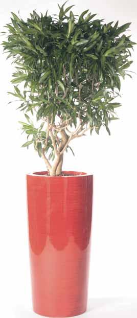 Höhe 120 cm smoke / komplett bepflanzt mit Spathiphyllum sensation (Gesamthöhe 180 cm) 43 / Polystone Vase Ru 37 Höhe 90 cm smoke / komplett bepflanzt mit Platycerium (Geweihfarn) (Gesamthöhe 130 cm)