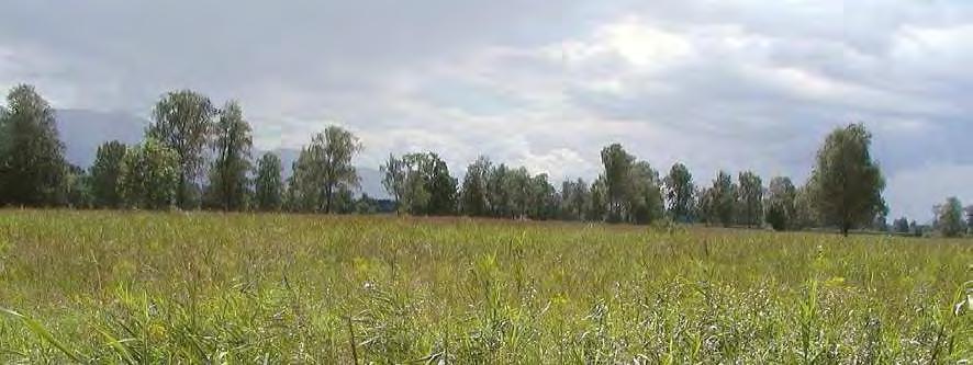 Beilstiel, Auf dem Stand (Biotop 22405) 8,7 ha Beschreibung: Bodensaure Pfeifengraswiesen in zumeist gutem Erhaltungszustand mit sehr schönem Altbaumbestand.