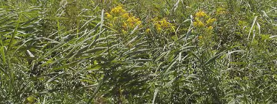 Es handelt sich bei den einzelnen Flächen um niedrige bis mittelhohe Pfeifengraswiesen (Molinietum caeruleae) mit viel Straußgras (Agrostis tenuis) in den trockeneren Abschnitten, sowie einem