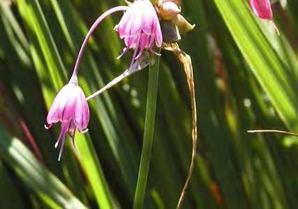 Besonderheiten der Pflanzen- und Tierwelt Neben der stark gefährdeten Sibirischen Schwertlilie (Iris sibirica) kommen die gefährdeten Arten Kiel-Lauch