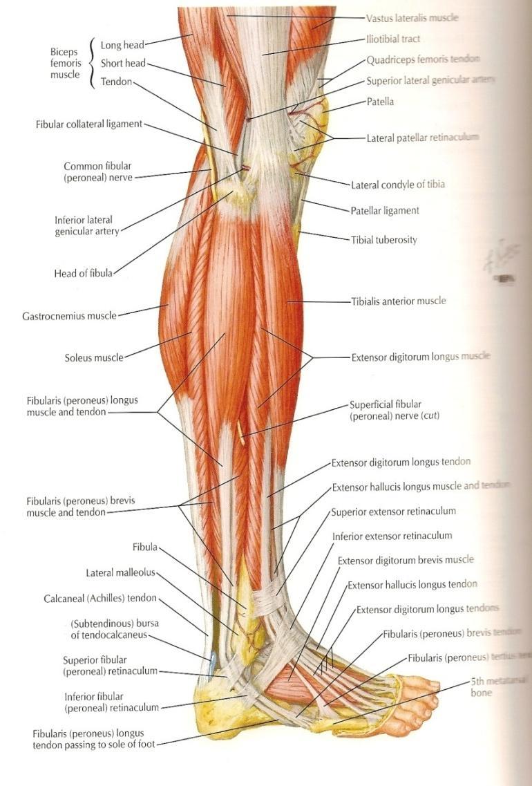 Anatomie N. ischiadicus N.