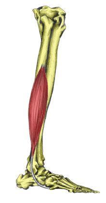 Anatomie N. Ischiadicus N. Tibialis N.