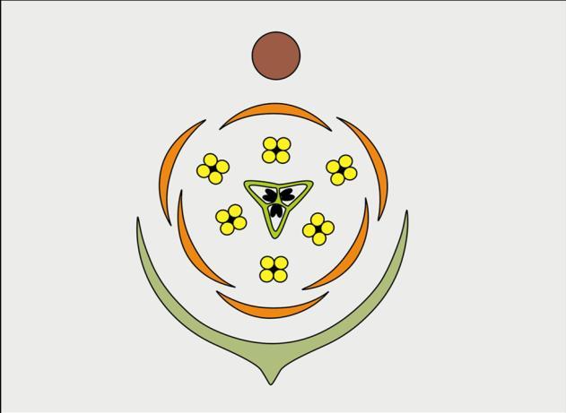 2 Abb. 2: Lilium martagon, Schuppenzwiebel; Abb. 3: Tulipa sylvestris, tunicate Zwiebel (Längsschnitt); 2.