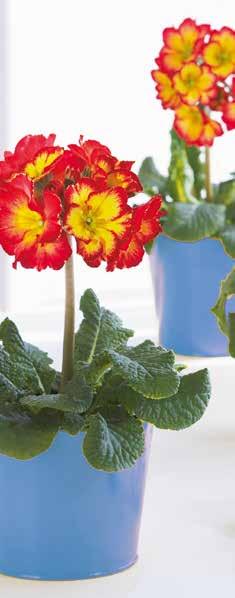2,50 E Primula (Primula) Primel sind die Farbtupfer des Frühlings für Haus, Garten und als Gruß vor der Türe. (Nur solange der Vorrat reicht) 0,99 E Gräser in Sorten z. B.