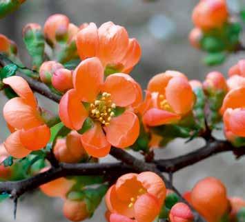 Japanische Kornelkirsche (Cornus officinalis) Der