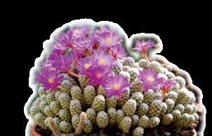 Der Koloss der Sammlung ist ein mächtiger, runder Kaktus mit dem freundlichen Namen Schwiegermutterstuhl. Der Echinocactus grusonii, so die lateinische Bezeichnung, kam im 19.