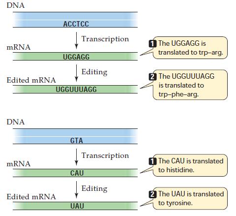 Editieren von mrna Die mrna kann auch post-transitional durch spezielle Enzyme verändert werden, was als RNA-Editing bezeichnet wird.