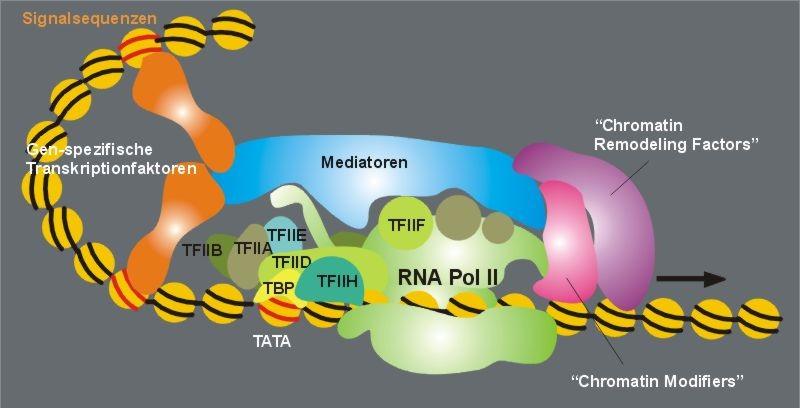 Initiation der Transkription RNA-Polymerase muß auf dem DNA-Strang positioniert werden (bestimmtes Gen).
