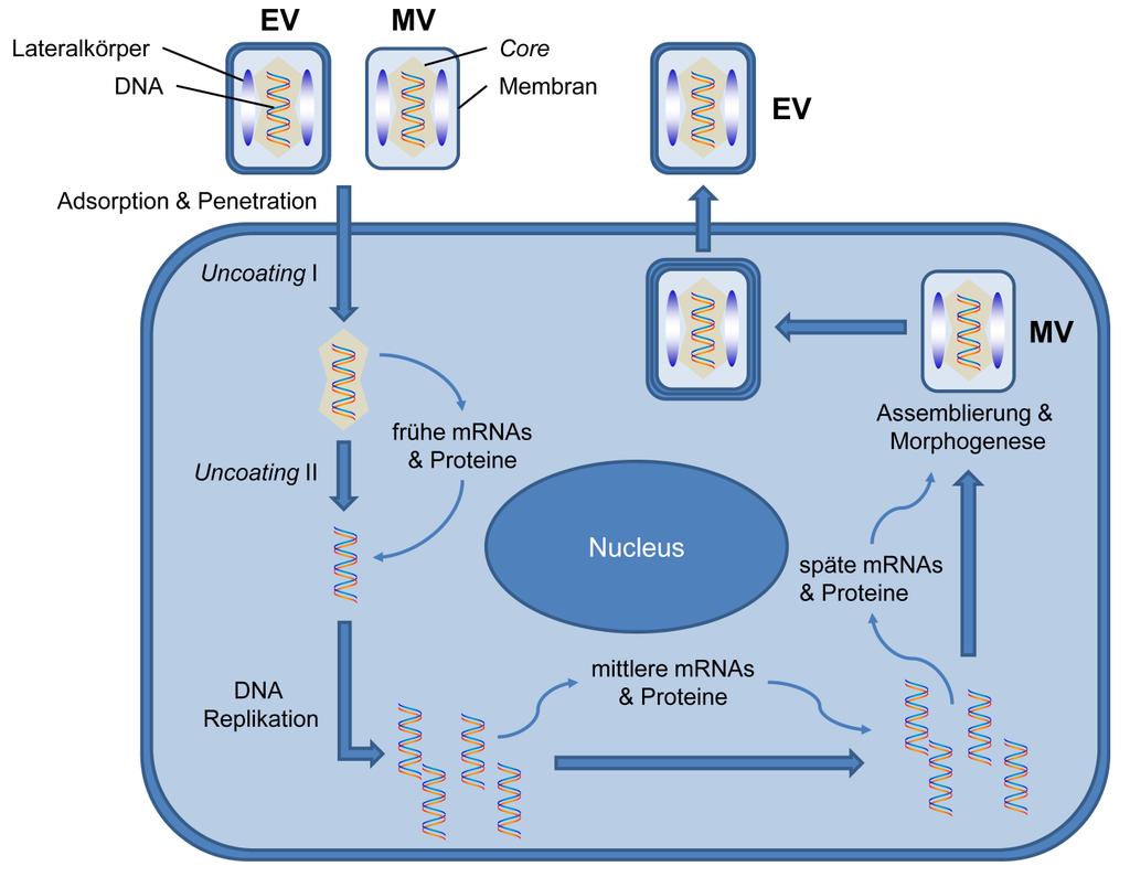 Einleitung Abbildung 1: Replikationszyklus der OPV (nach (133)). Dargestellt sind die Phasen der Replikation im Zytoplasma der Wirtszelle.