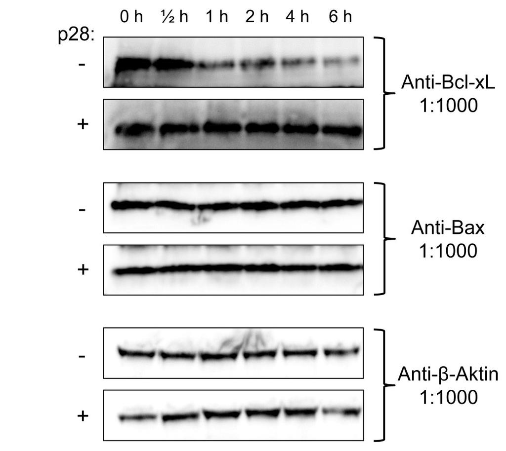 Ergebnisse Zur Untersuchung der Bedeutung apoptotischer Prozesse für die Funktion von p28 wurde: Die Expression pro- und anti-apoptotischer Proteine in infizierten Zellen untersucht (3.7.