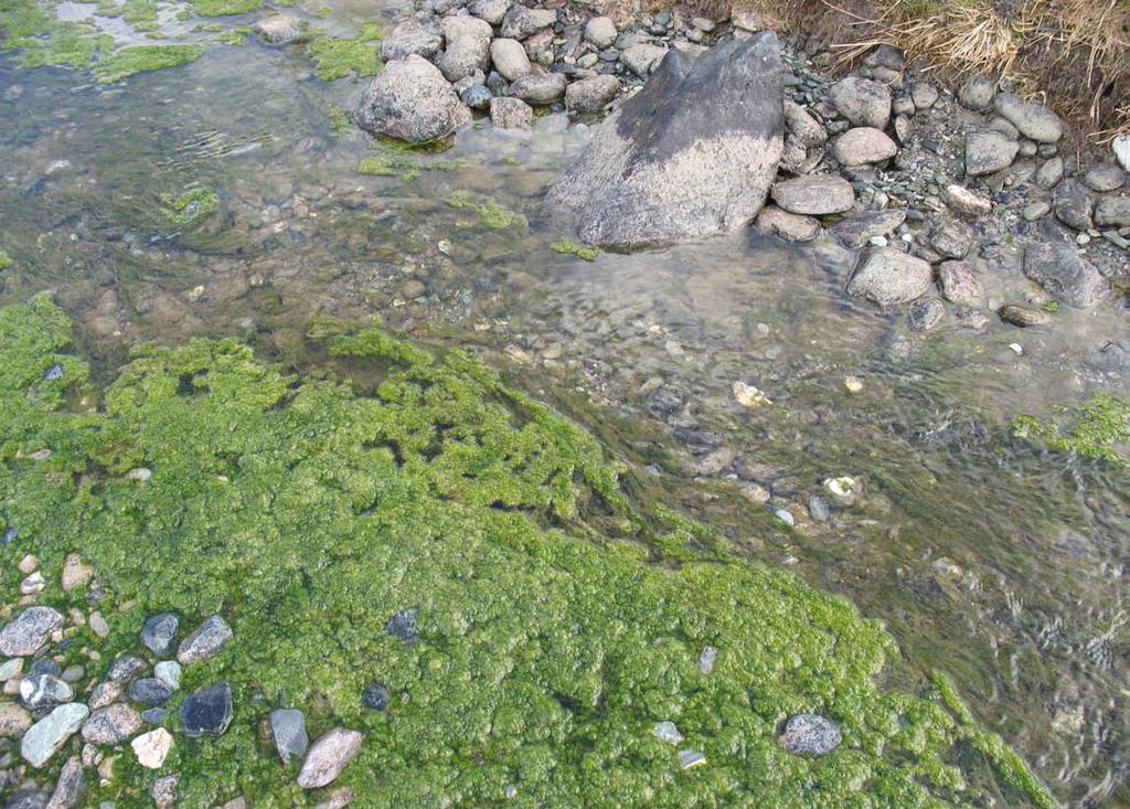 Algenaufwuchs - generiert Ersteindruck eines Gewässers