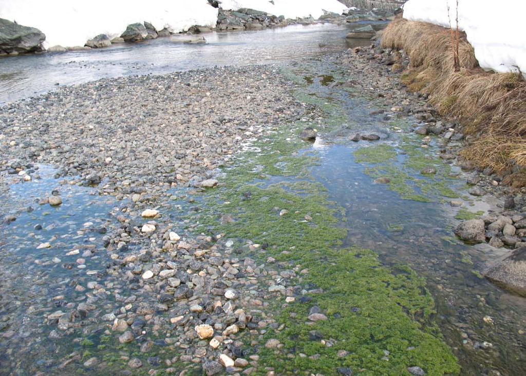 Algenaufwuchs - generiert Ersteindruck eines Gewässers Lokale