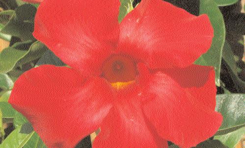'Sundaville Red': Kleinlaubige Sorte mit großen, roten Blüten; 'Sundaville Crimson King': Stark rankende Sorte, Höhe Mitte August: 162 cm; sehr große Blüten in leuchtendem Rot; Dipladenia 'Sundaville