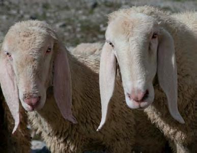Die Saaser Mutten Saaser Mutten sind robuste Bergschafe, die sich für die extensive Schafhaltung eignen und vor allem zur Fleischproduktion eingesetzt werden.