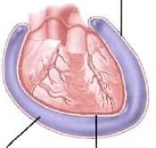 Abb.5: Schema-Herz in Perikard[35] 2.4. Herzskelett Das Herz besitzt auch ein Skelett, das aus straffem Bindegewebe besteht und `fibröses Herzskelett genannt wird.