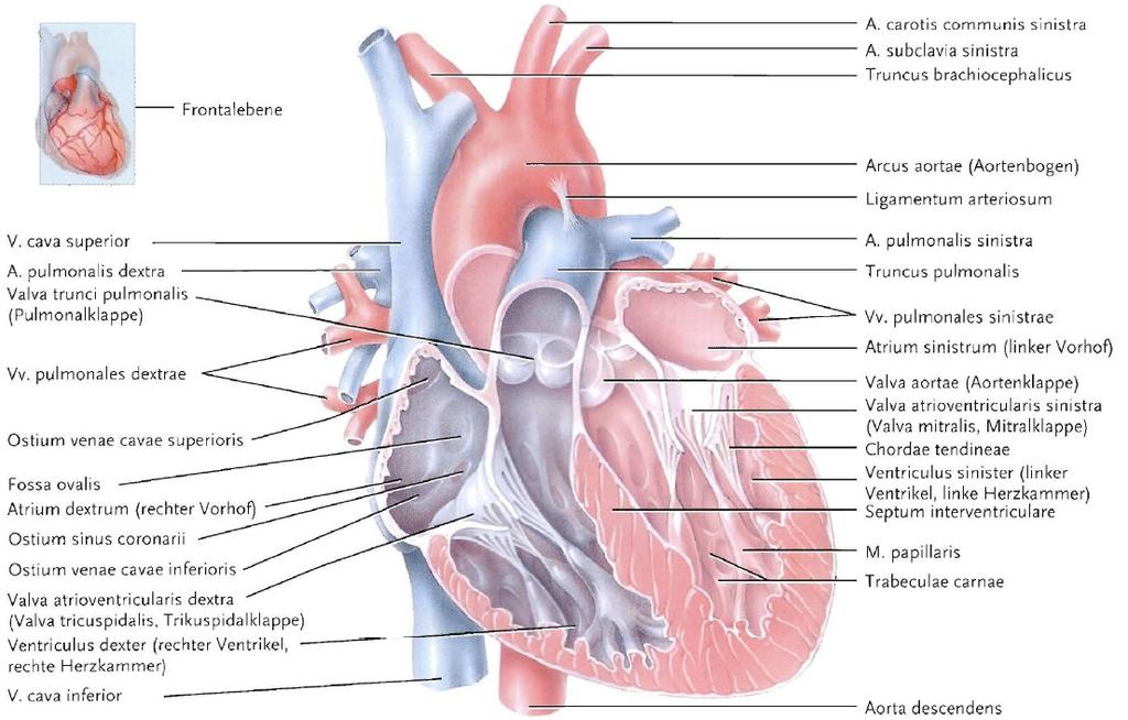 Die Herzklappen werden so auf eine Ebene gebracht und vor Überdehnung geschützt.