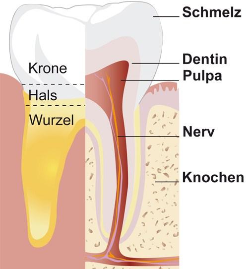 1. Die Pulpa Die Pulpa, vom lateinischen Fleisch, befindet sich wie in Abbildung 1 ersichtlich, im Inneren des Zahnes und wird von der Zahnhartsubstanz umgeben.