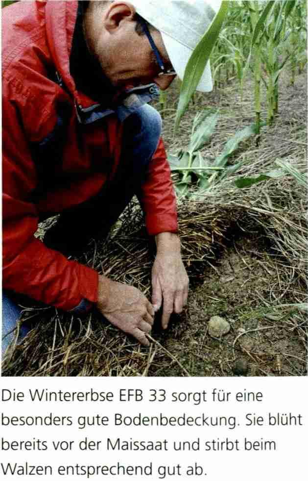 Daniel Böhler erklärt: «Beim Pflugoder Mulchsaatverfahren erwärmt sich der Boden im Frühjahr schneller. Je nach Masse der Gründüngung dauert es beim Direktsaatverfahren einiges länger.