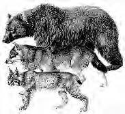 Gemeinsam durch das Reich von Bär, Wolf und Luchs Leopold Slotta-Bachmayr, Zoo Salzburg Blutrünstige, reißende Bestien diese Ausdrücke verknüpfen viele Menschen mit Bär, Wolf und Luchs.
