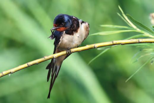 Die Autoren der Studie konstatieren, dass die Ergebnisse über den Rückgang der Vogelpopulationen nahelegen, dass Neonicotinoide eine größere Gefahr darstellen als bisher erwartet.