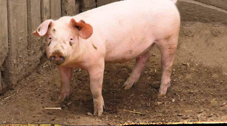 TRÄNKEBECKEN FÜR SCHWEINE Besonders im Mast-Bereich werden zur Wasserversorgung der Tiere neben Tränkebecken gerne Beissnippel eingebaut. Die Montagehöhe der Beissnippel sollte ca.