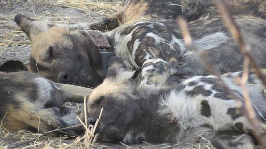 (KRC) Botswana finanziell unterstützt. Unser Beitrag hat mitgeholfen im Bereich der Erhaltungsforschung von Wildhunden und Gnus im Central Kalahari Game Reserve Fortschritte zu ermöglichen.