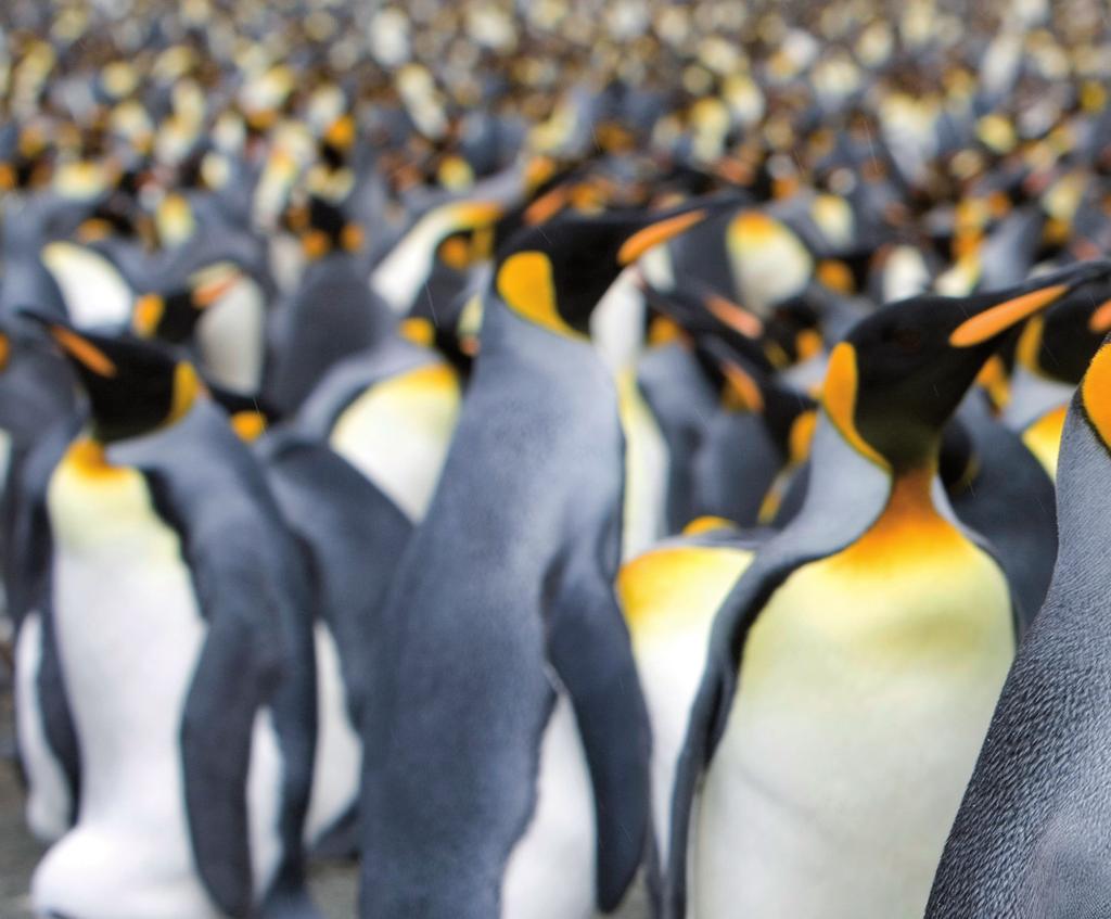 markt & trends Schwarm-Intelligenz bei Pinguinen: Im Verbund kann der Einzelne seinen Energiehaushalt leichter stabil halten. Ein Konzept mit dem junge Unternehmen im Energiemarkt ihre Chance suchen.