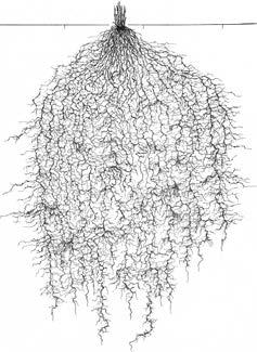 40 cm 80 cm 120 cm Luzerne (Medicago sativa) Saat-Hafer (Avena sativa) Weidelgras (Lolium perenne) Rotklee (Trifolium pratense) Abb.