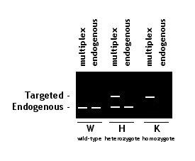 Ergebnisse 3.2.3 Genotypisierung der IKKε-Knockout Mäuse Die Wildtyp-und die IKKε-Knockout-Mäuse wurden genotypisiert, um den vollständigen Knockout des IKKε-Gens nachzuweisen.