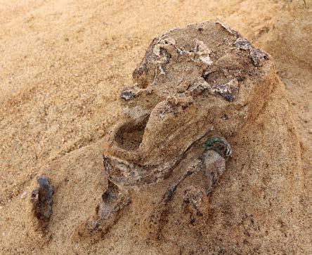 Die Skelette waren durch den kalkarmen Boden nahezu vollständig vergangen, ihre Reste konnten aber noch teils im Block geborgen werden.