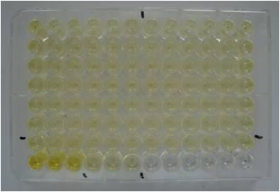 efficiency Apoptose Neutralrot-Test p53-induktion ROS Zellkultur