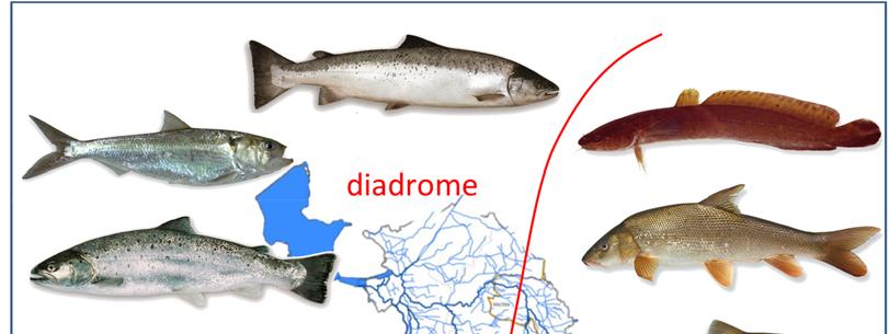 3. ZIELFISCHARTEN Es wurden 11 diadrome und potamodrome Zielfischarten ausgewählt, die als typische Arten für das Gewässersystem Deltarhein Ost (Vechte und IJsselsystem) gelten und aufgrund ihrer