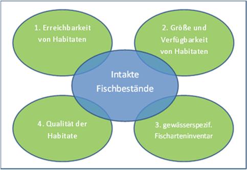 UMFASSENDER ANSATZ Fische sind gemäß Wasserrahmenrichtlinie eine der vier biologischen Qualitätskomponenten für den guten ökologischen Zustand der Gewässer.